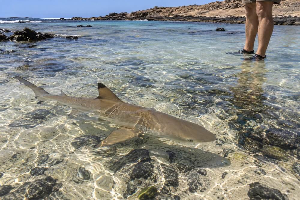 Rekin cytrynowy w płytkiej wodzie Shark Bay na Sal